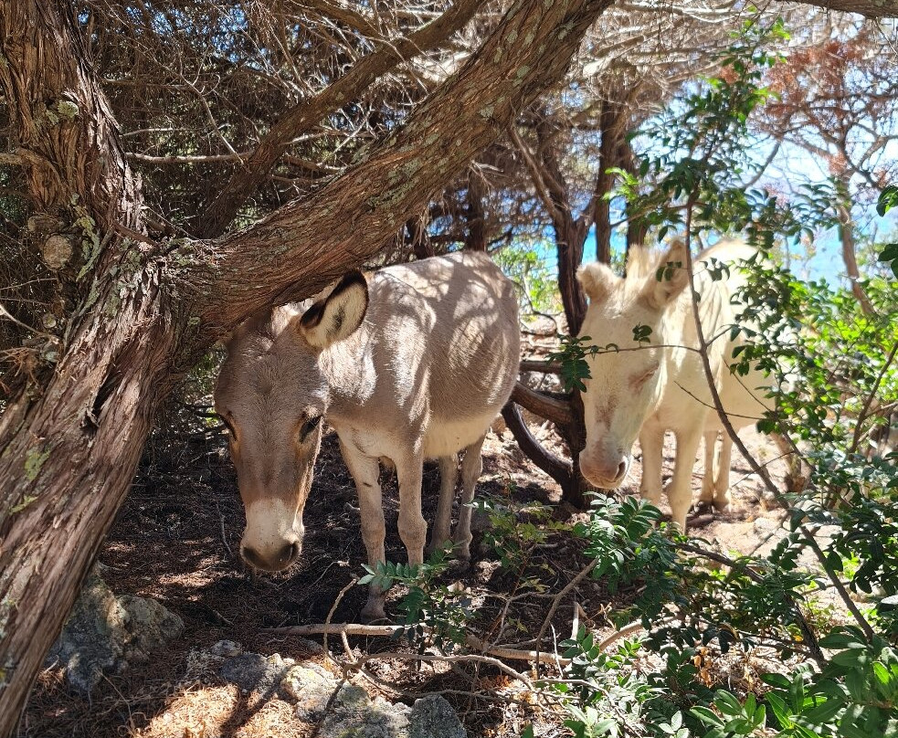 PESCATURISMO GIANMARIO-Asinara必去景点