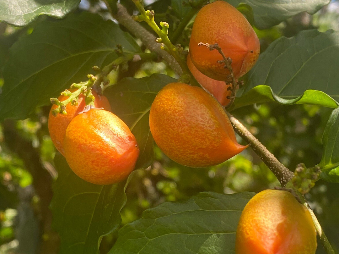 Kilauea Jungle Oasis-基拉韦厄必去景点