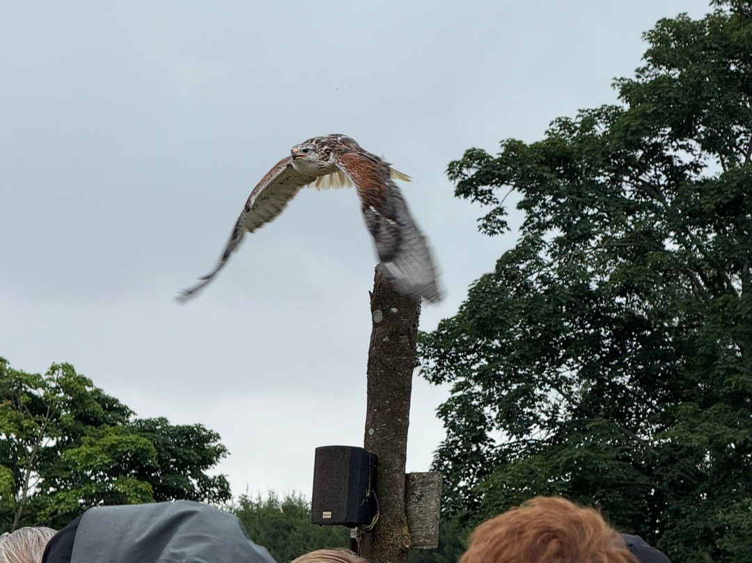 Silkeborg Rovfugleshow-Them必去景点