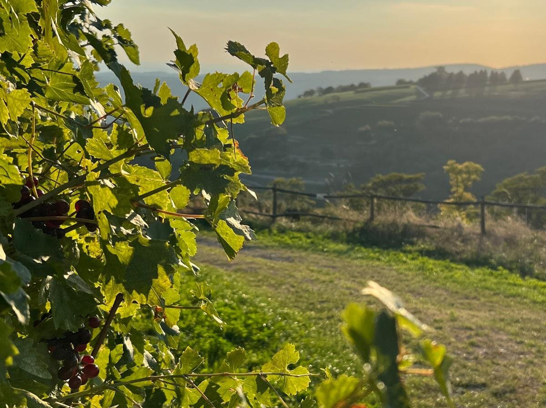 La Collina dei Ciliegi-Grezzana必去景点