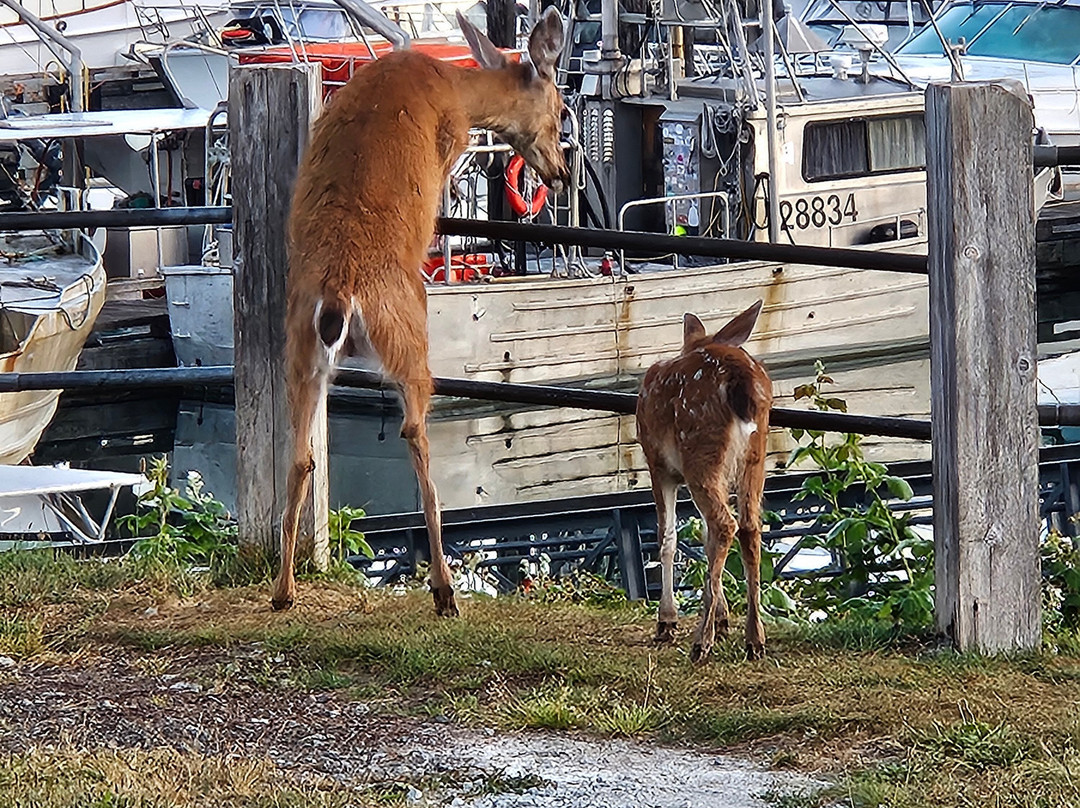West Coast Motel On The Harbour主图