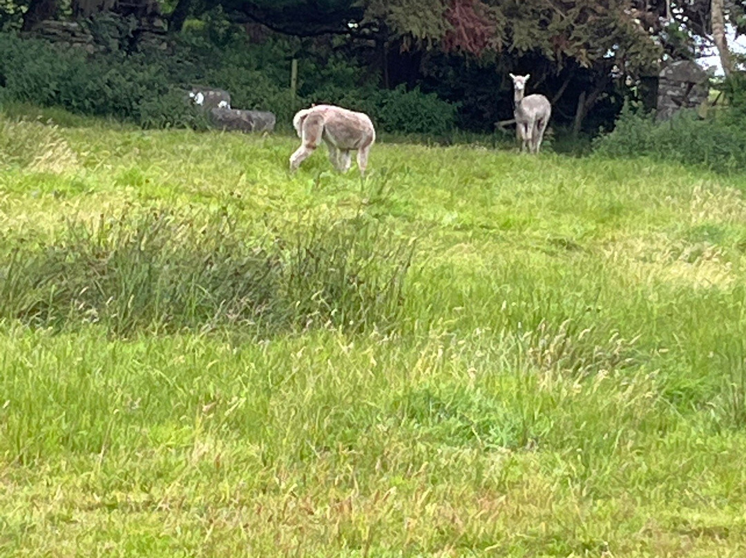 Castle View House Bed and Breakfast主图