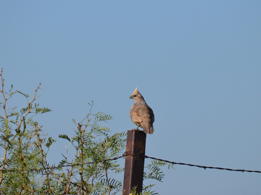 Bitter Lake National Wildlife Refuge-罗斯威尔必去景点
