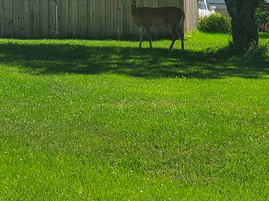 Minden House Cottages主图