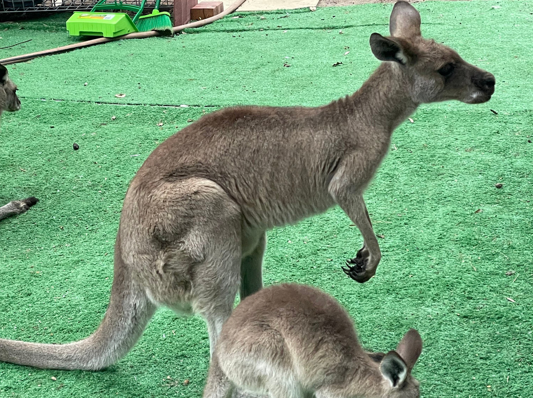 Horizons Kangaroo Sanctuary & Camp Ground-Agnes Water必去景点