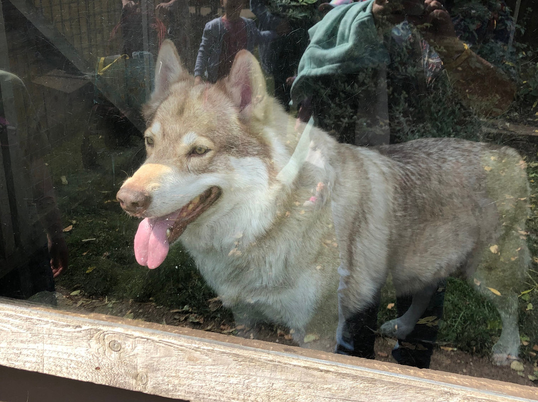 Gentleshaw Birds of Prey and Wildlife Centre-斯塔福德必去景点