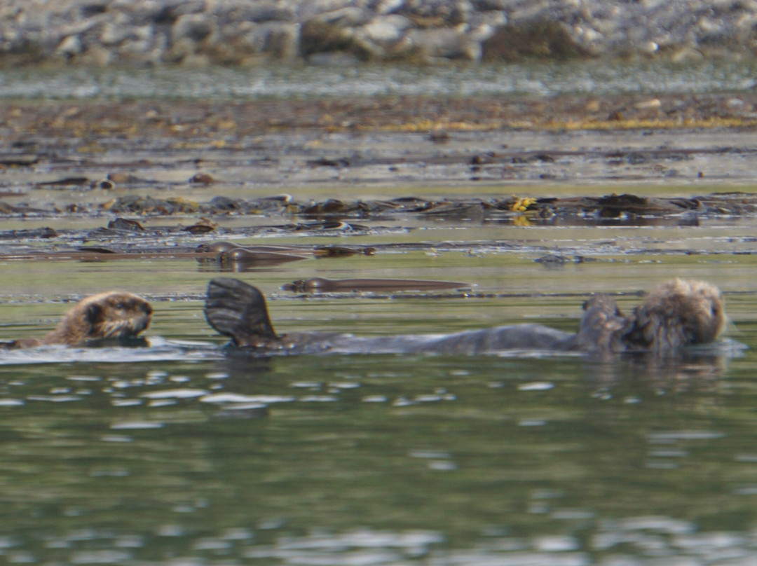 Glacier Bay Sea Kayaks-古斯塔夫斯必去景点