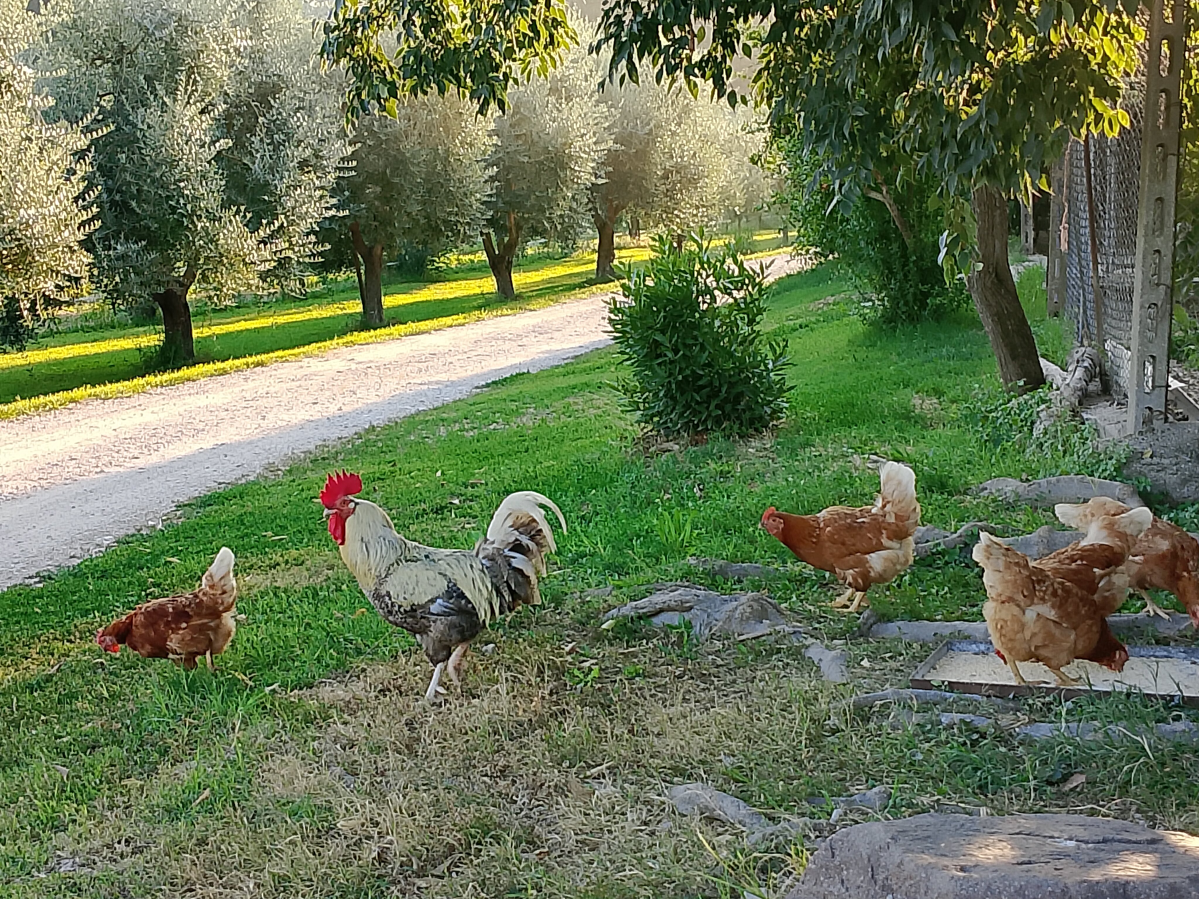 Agriturismo Corte Olfino-官方