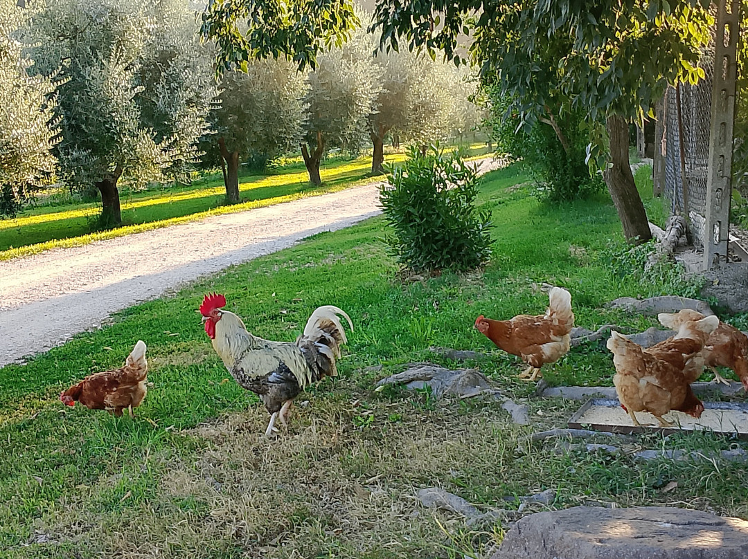 Agriturismo Corte Olfino主图