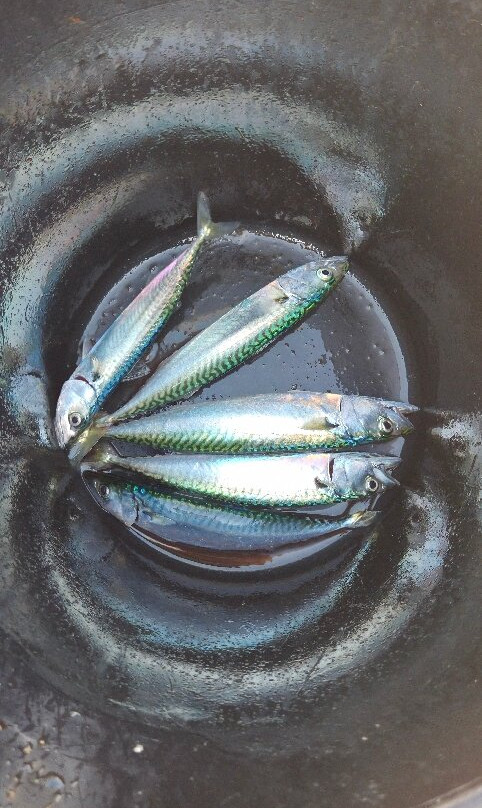 Epic Fishing Trips-纽基必去景点