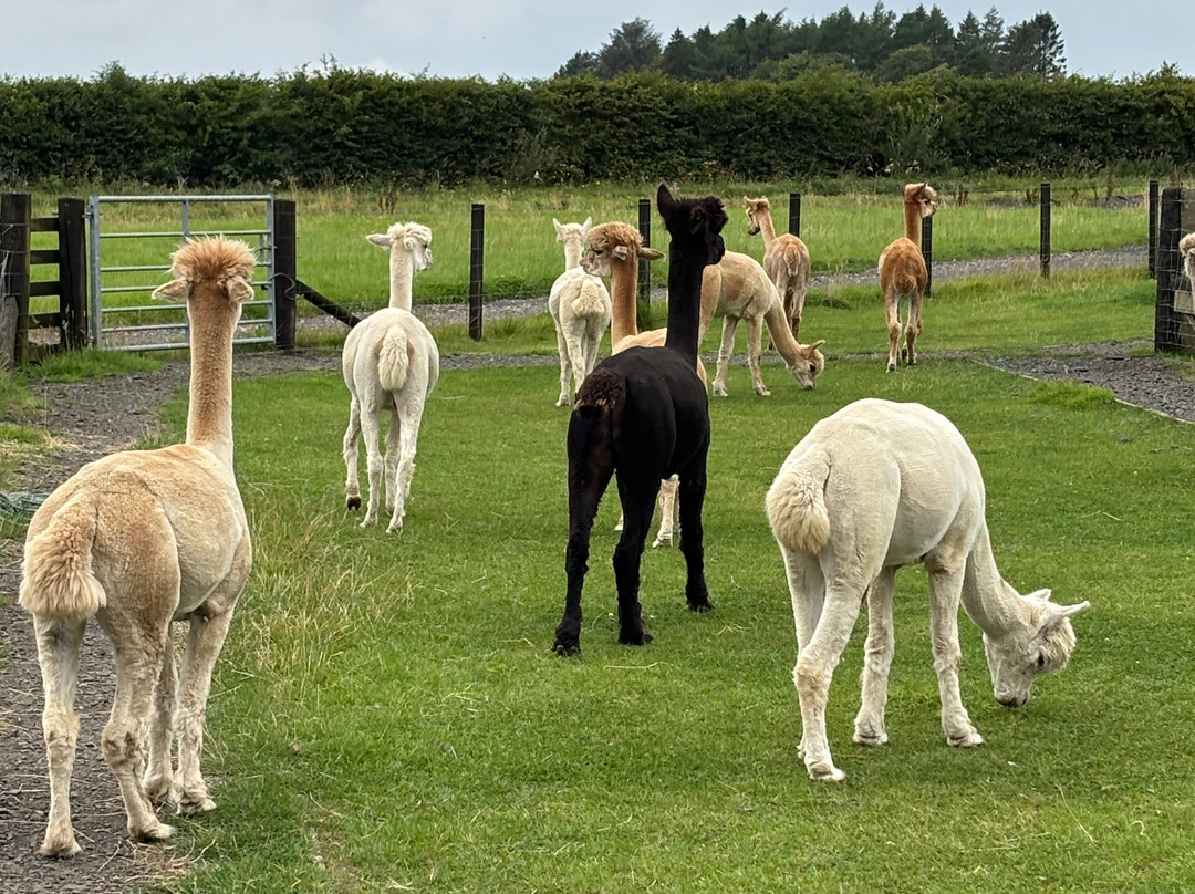 Bowbridge Alpacas Scotland-Peat Inn必去景点