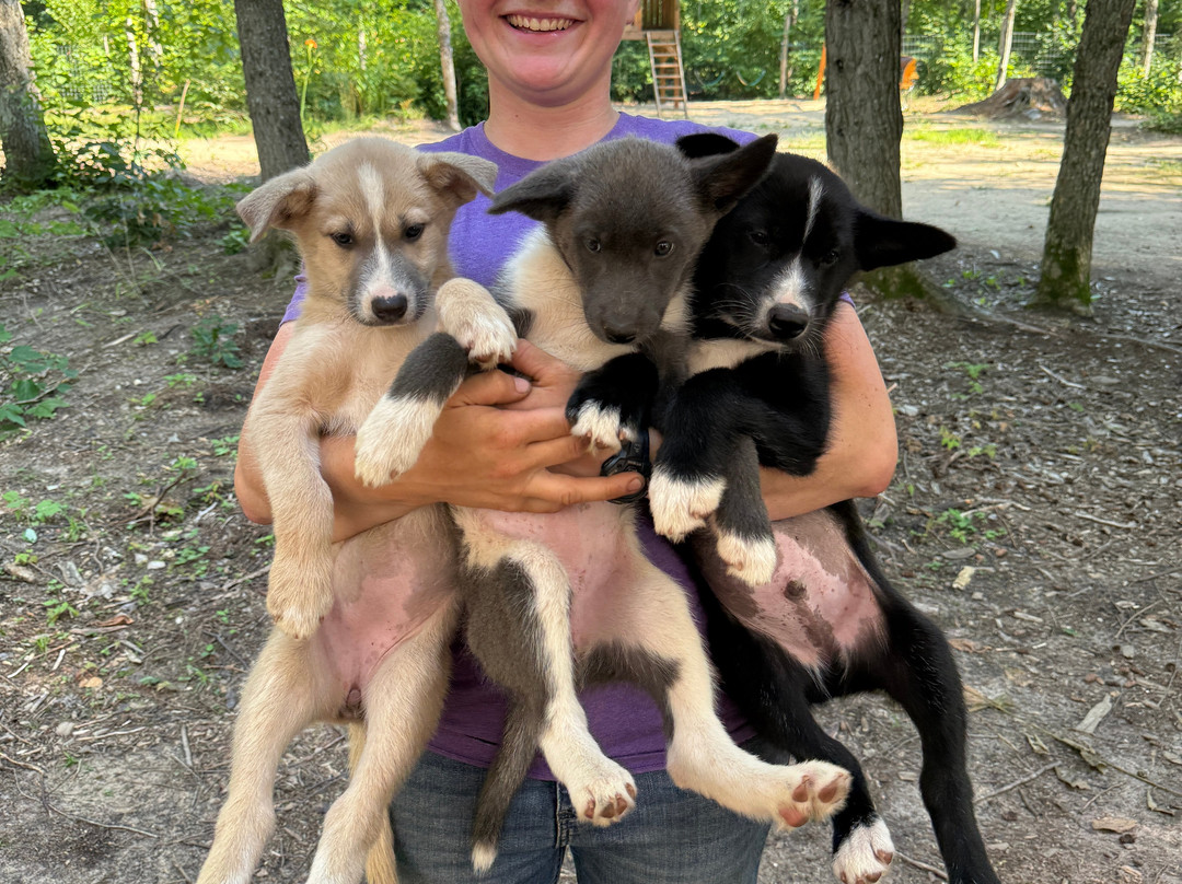 MIDOG - Michigan's Summer Sled Dog Center-Newberry必去景点