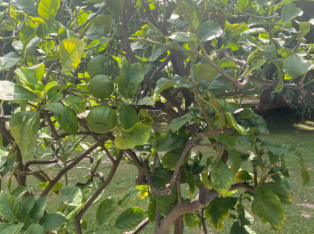 Stadtpark-拉尔必去景点