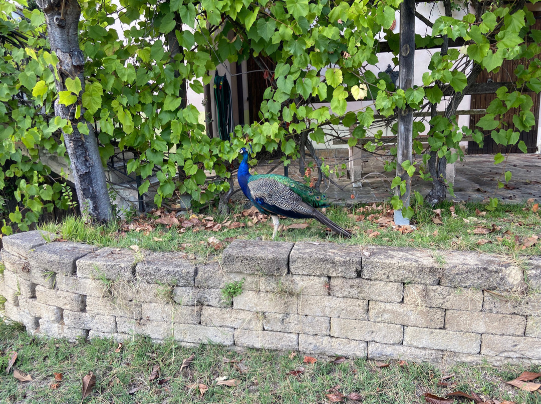 B&B La Campagna del Conero主图