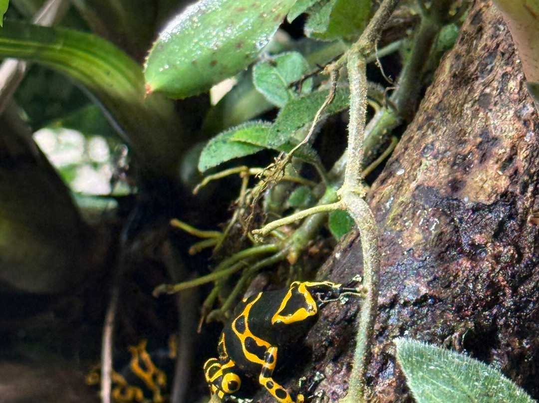 Randers Regnskov-兰讷斯必去景点