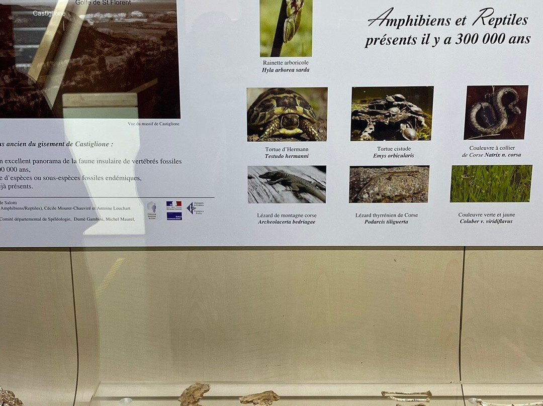 Musee Prehistorique-Sartene必去景点