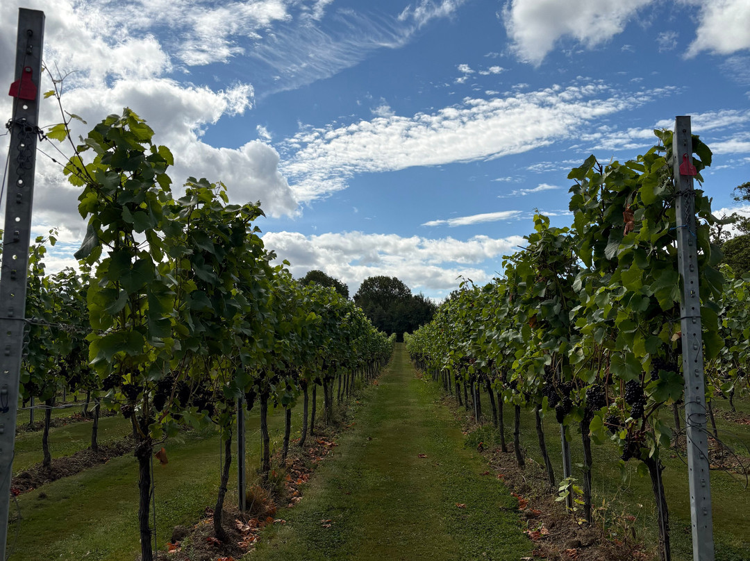 Dunesforde Vineyard-约克必去景点