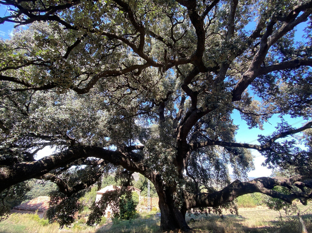 La Carrasca Milenaria-Culla必去景点