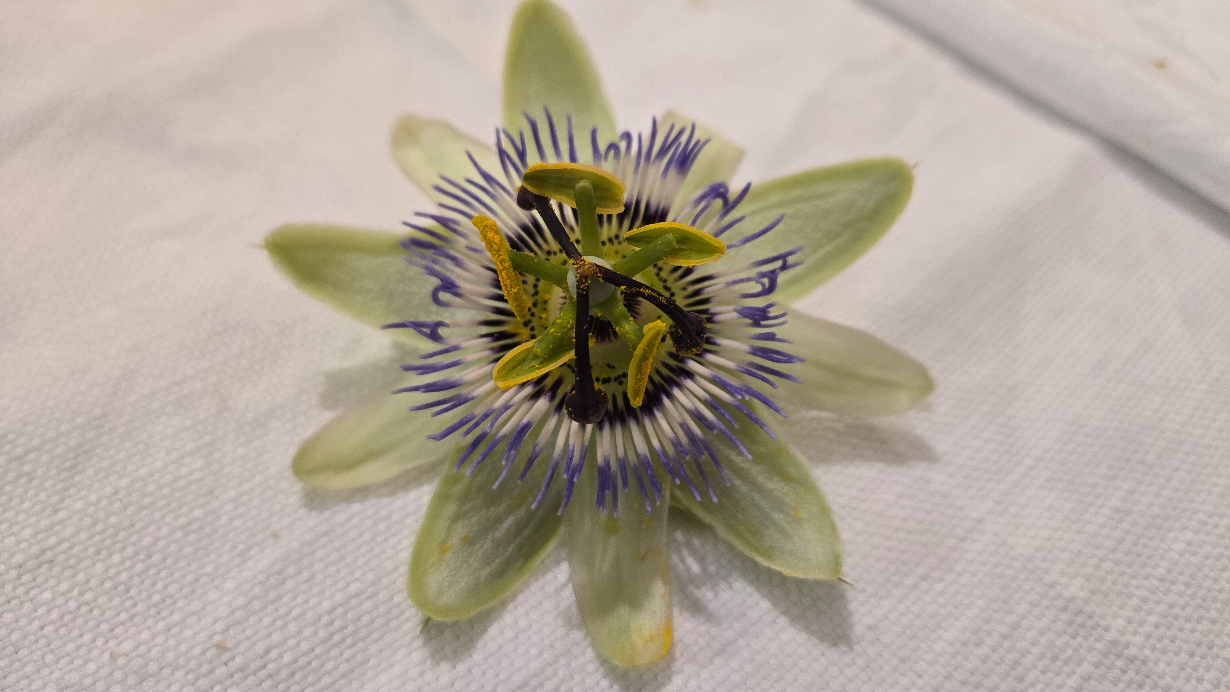 Hotel Toscana-官方