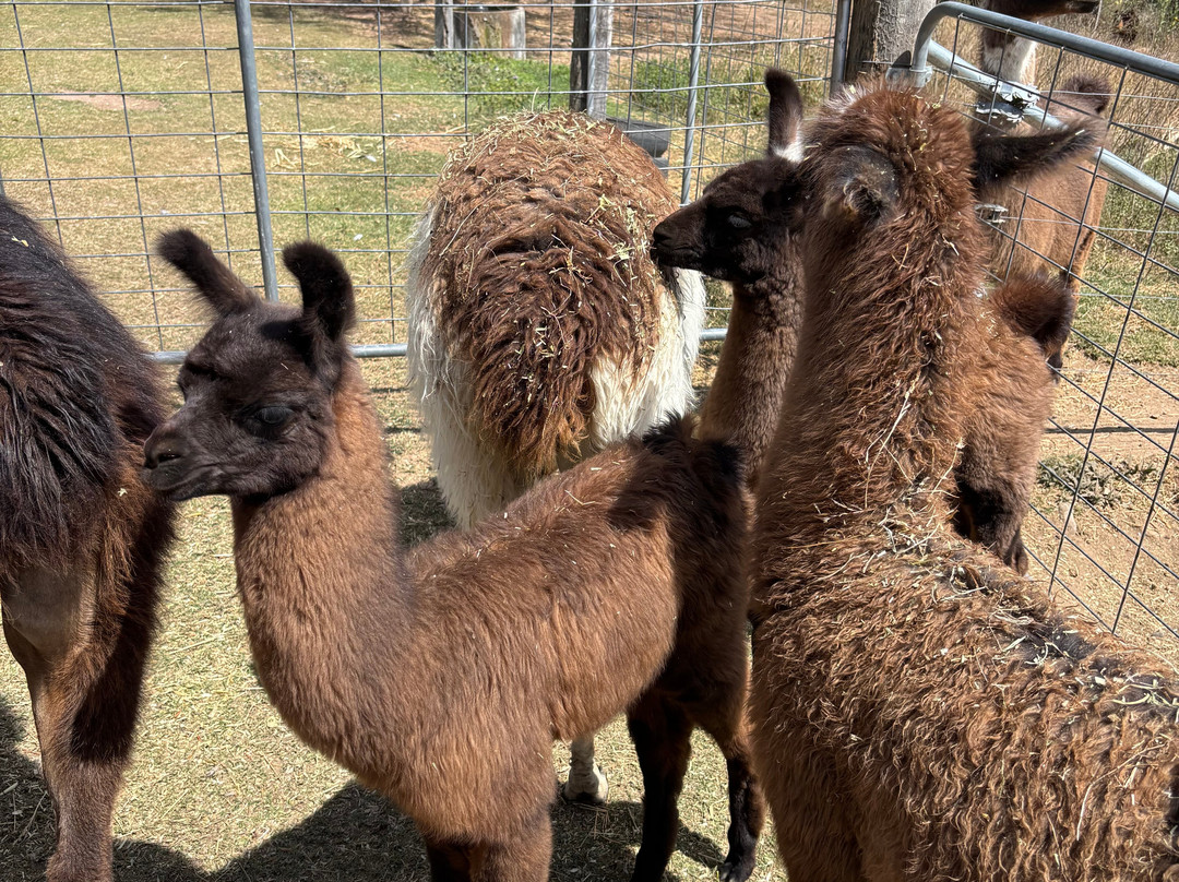 The Llama Farm-伊普斯威奇必去景点