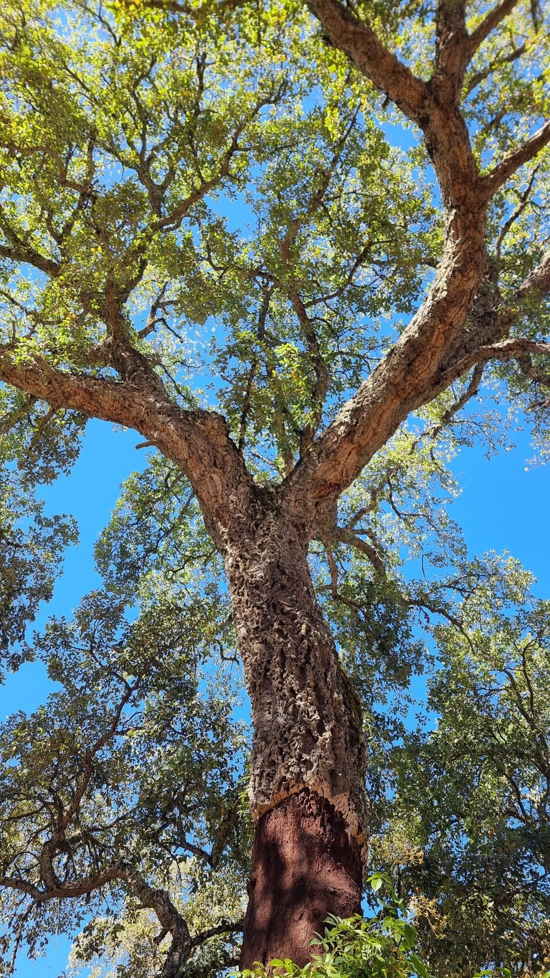 Finca Buenvino-官方