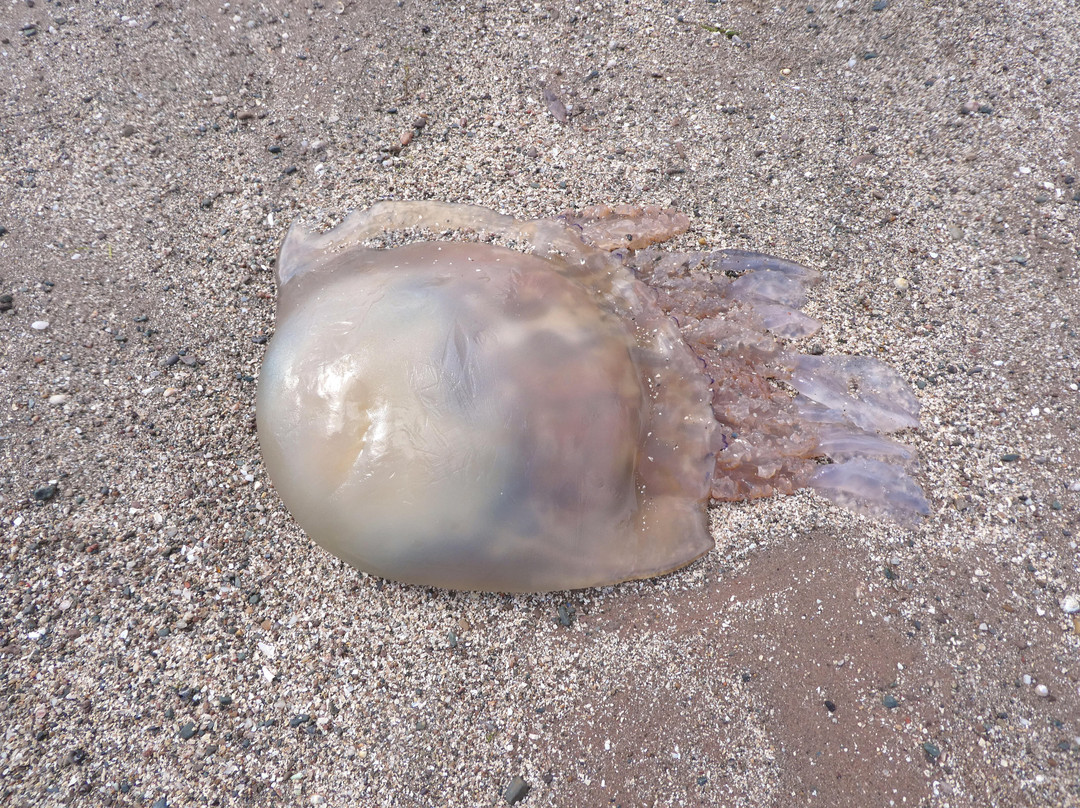 Lunderston Bay-Inverkip必去景点