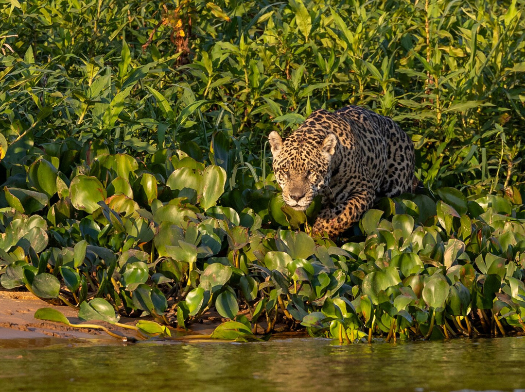 Wild Eye-弗维斯必去景点
