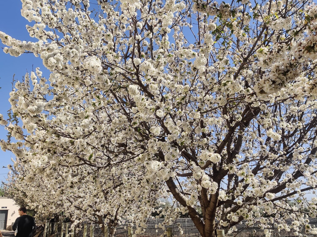 Bodega De Angeles Viña 1924-路冉得库约必去景点