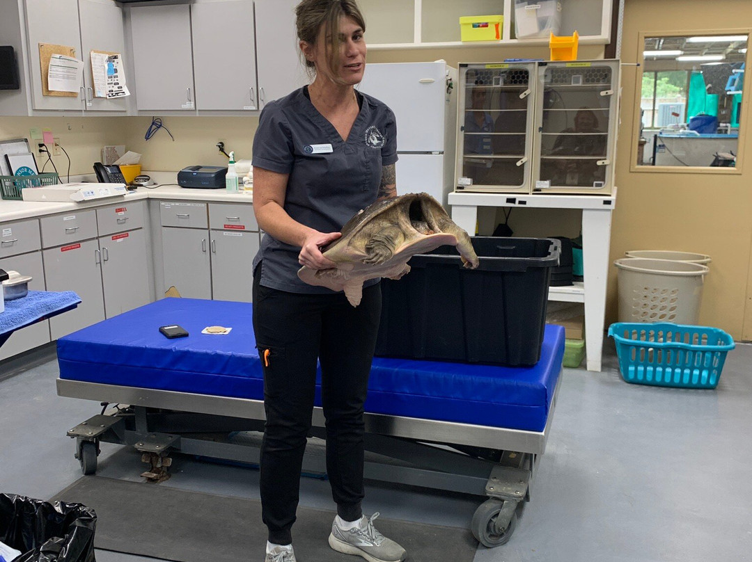 Georgia Sea Turtle Center-吉柯岛必去景点