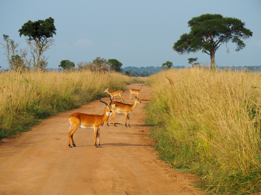 Walters Tours Uganda-坎帕拉必去景点