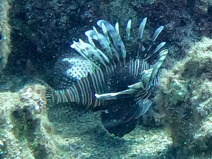 Royal Octopus DIVE CENTER-Kolymbari必去景点