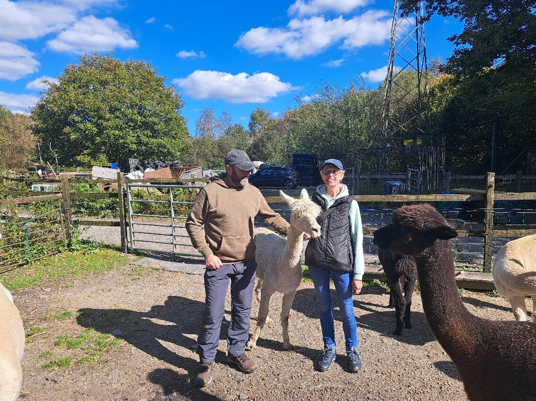 Snowdonia Alpacas-Gellilydan必去景点