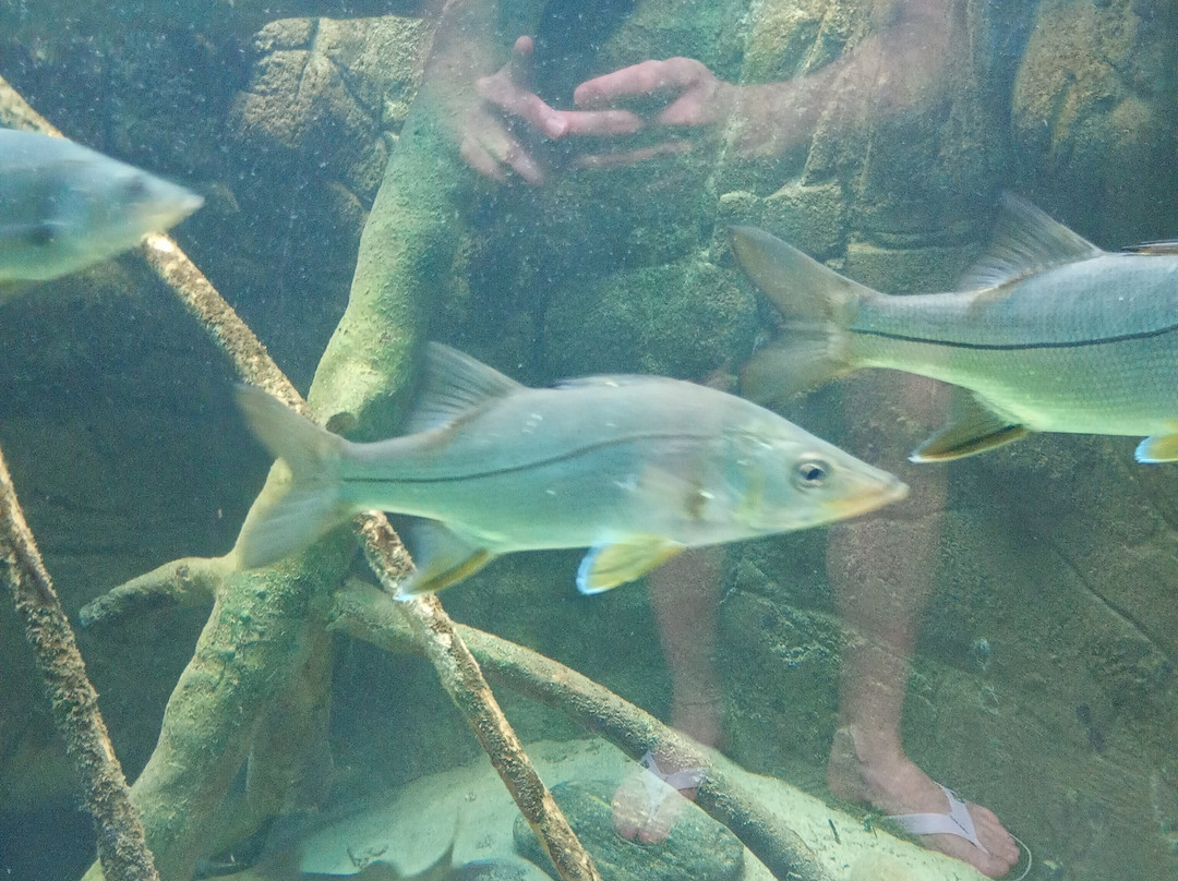 Ubatuba Aquarium-乌巴图巴必去景点
