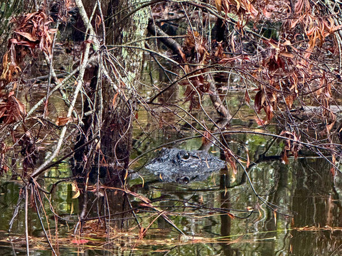 H2O Sports-希尔顿头岛必去景点