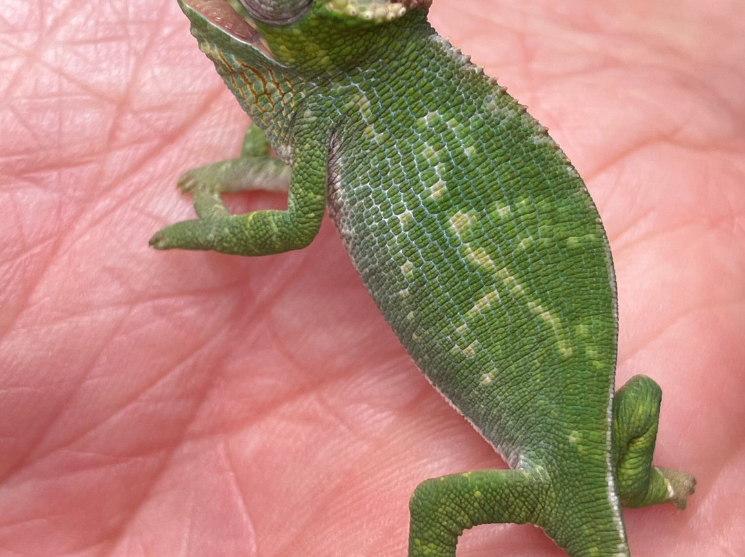 Africasana tours and safaris company-莫洛哥罗必去景点