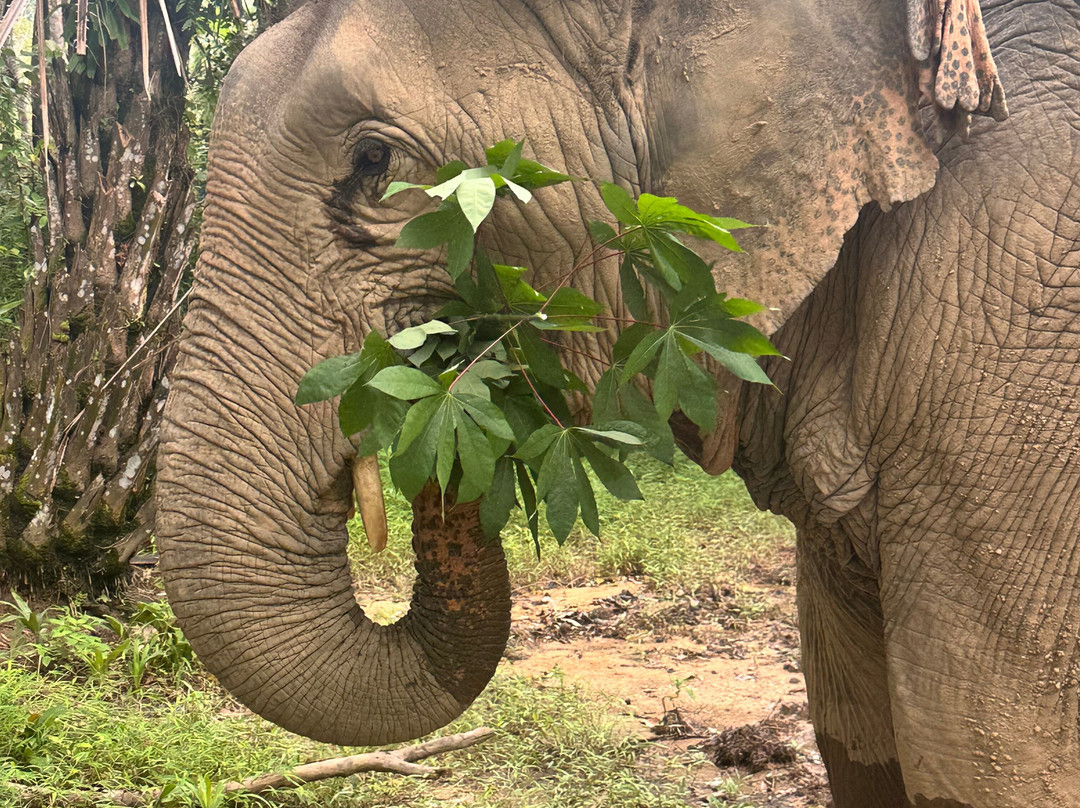 Khaolak Ethical Elephant Sanctuary-拉克山必去景点