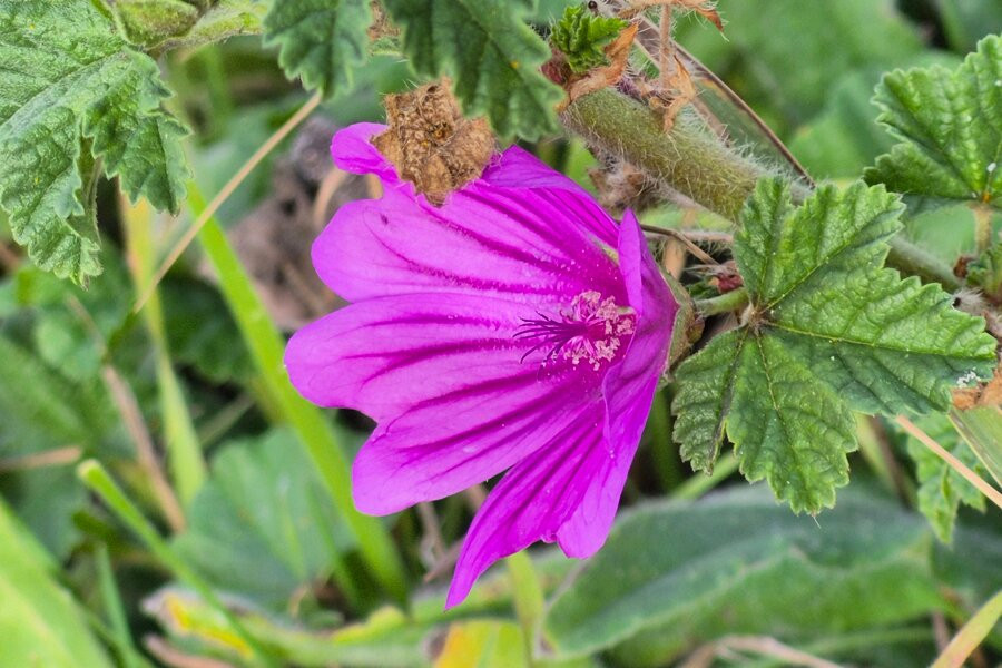 Landguard Nature Reserve-费力克斯托必去景点