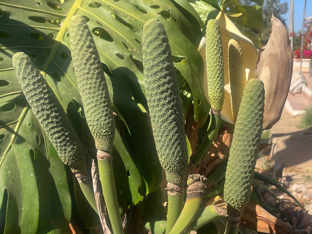 Emotions Tours - Buggy and Jeep Safaris-Silves必去景点