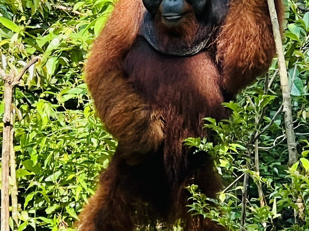 Orangutan Houseboat Tour-Kumai必去景点
