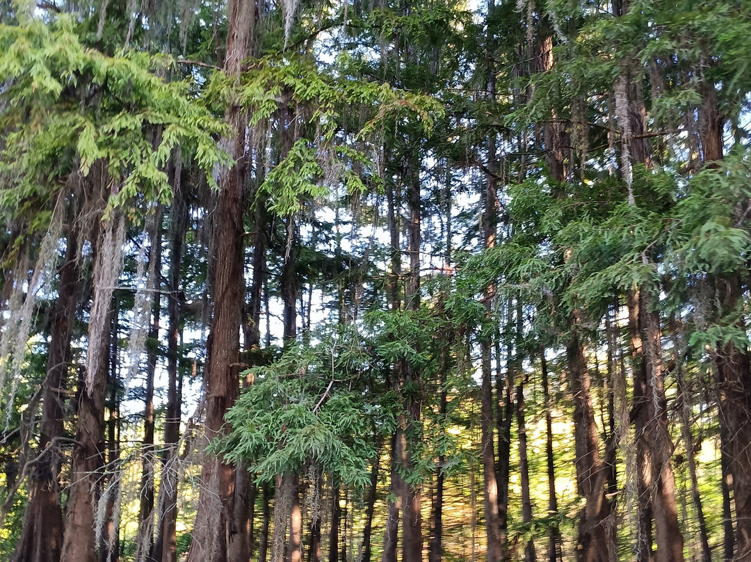 Cajun Country Swamp Tours-布里奥克斯桥必去景点