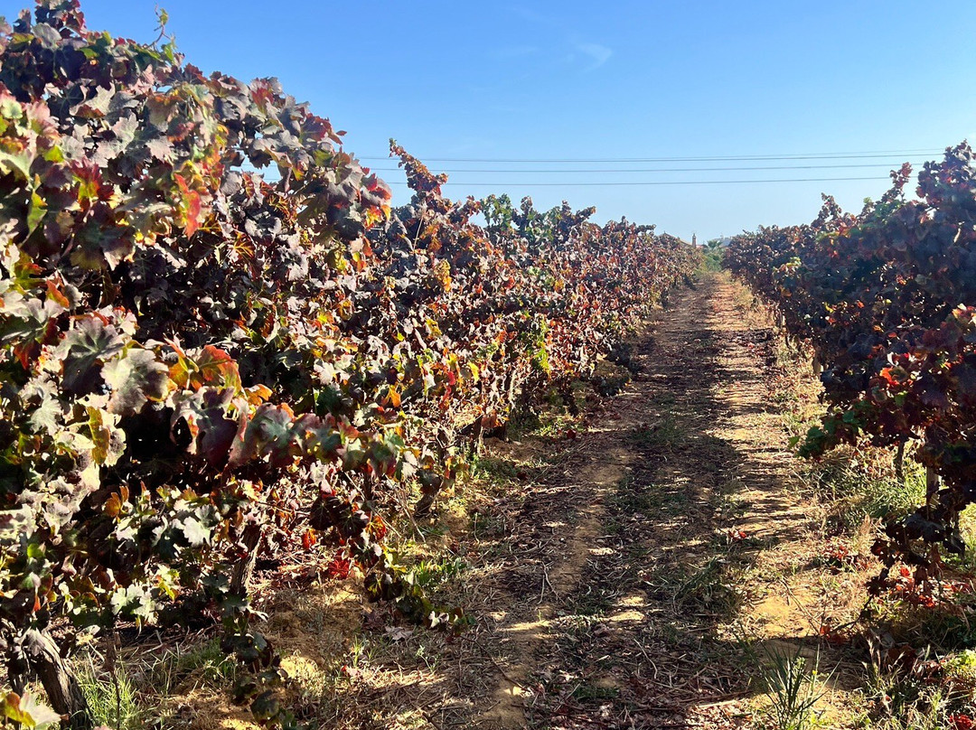 Quinta Do Canhoto-阿尔布赞拉必去景点