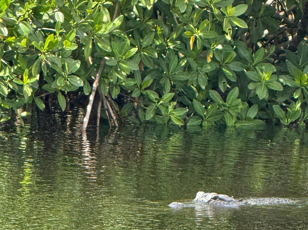 Everglades City Airboat Tours-大沼泽地必去景点