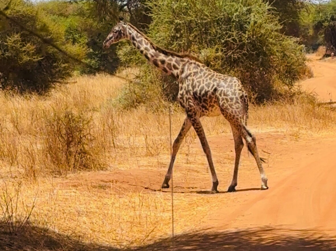 Tanzania-Experience-阿鲁沙必去景点