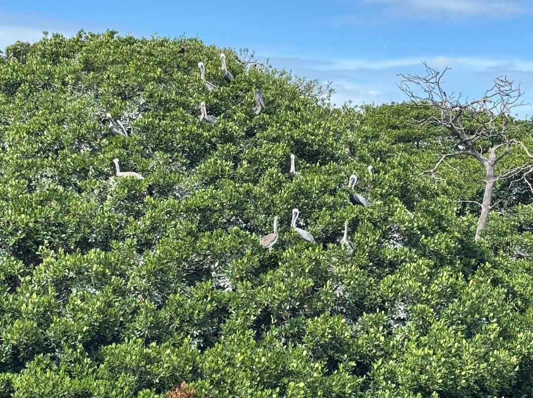 Tampa Bay Watch Discovery Center-圣彼德斯堡必去景点