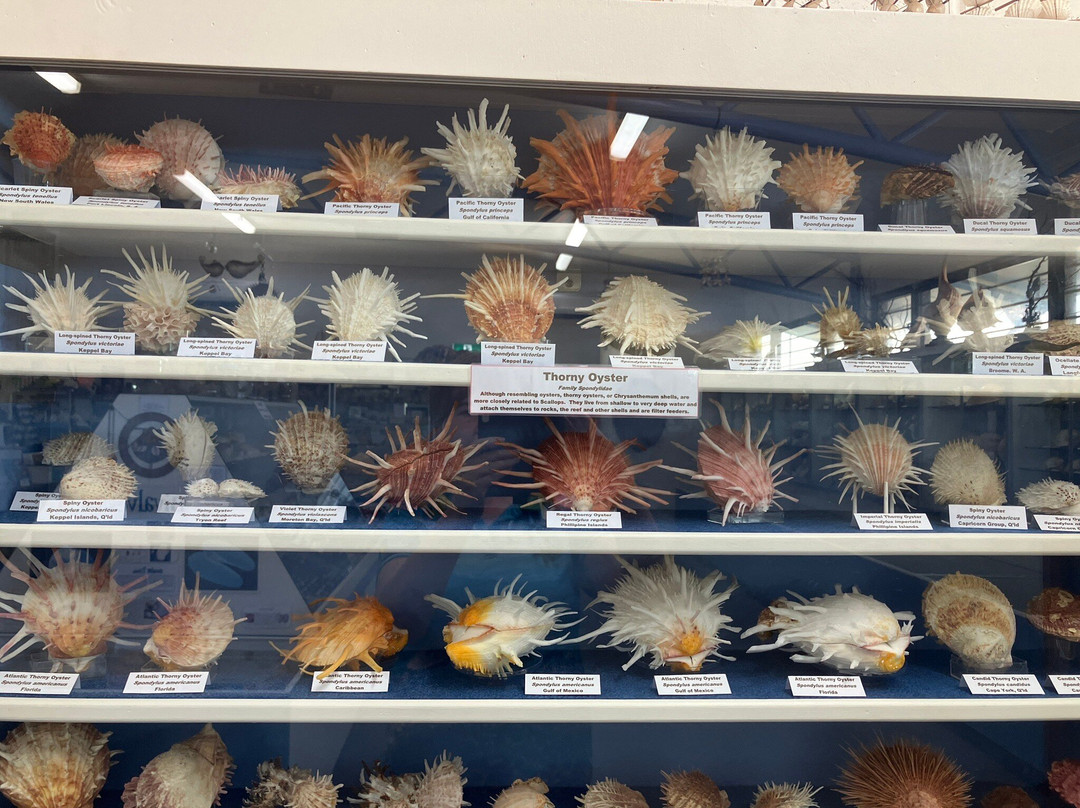 Shell World Yeppoon-Yeppoon必去景点