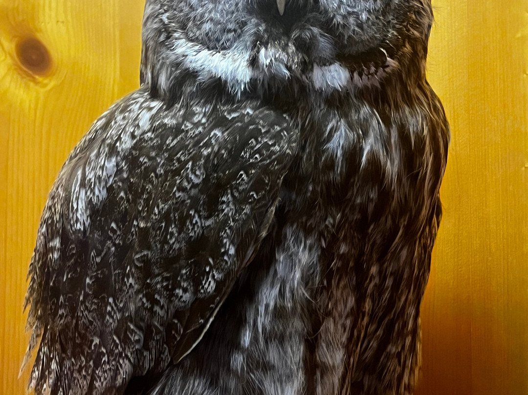 Northern Wildlife Museum-Teslin必去景点