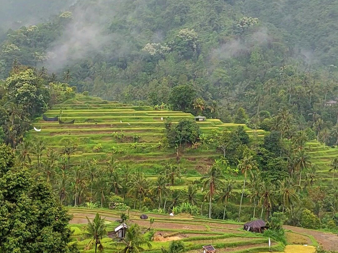 Pemuteran Menjangan Bali Transport-乌布必去景点