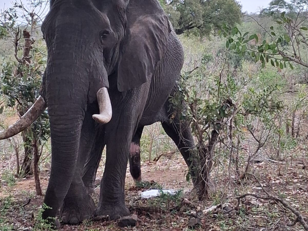 Royal Safaris-库马堤港必去景点
