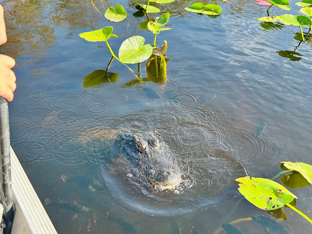 Everglades Swamp Tours-Everglades Wildlife Management Area必去景点