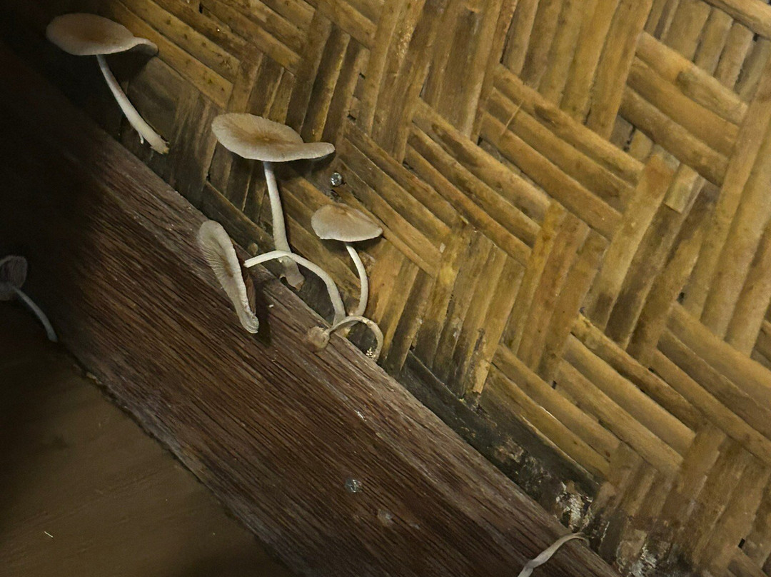 Beachouse Lovina主图